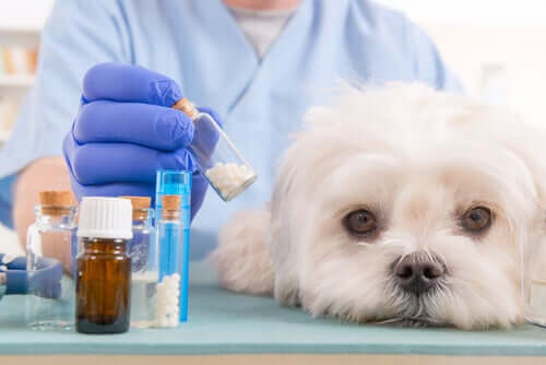 Curso Administração de Pet Shop
