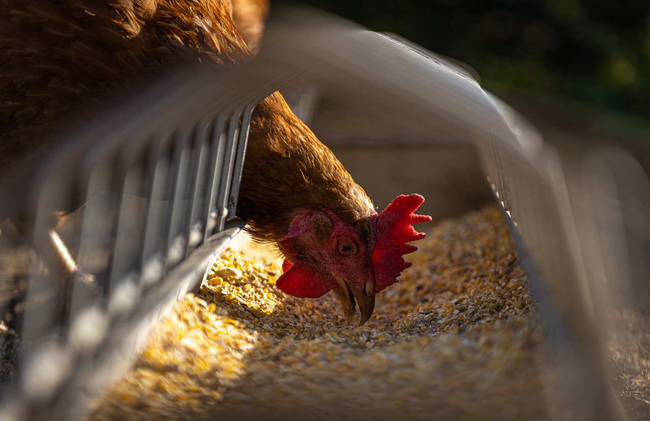 Criação de Frango e Galinha Caipira