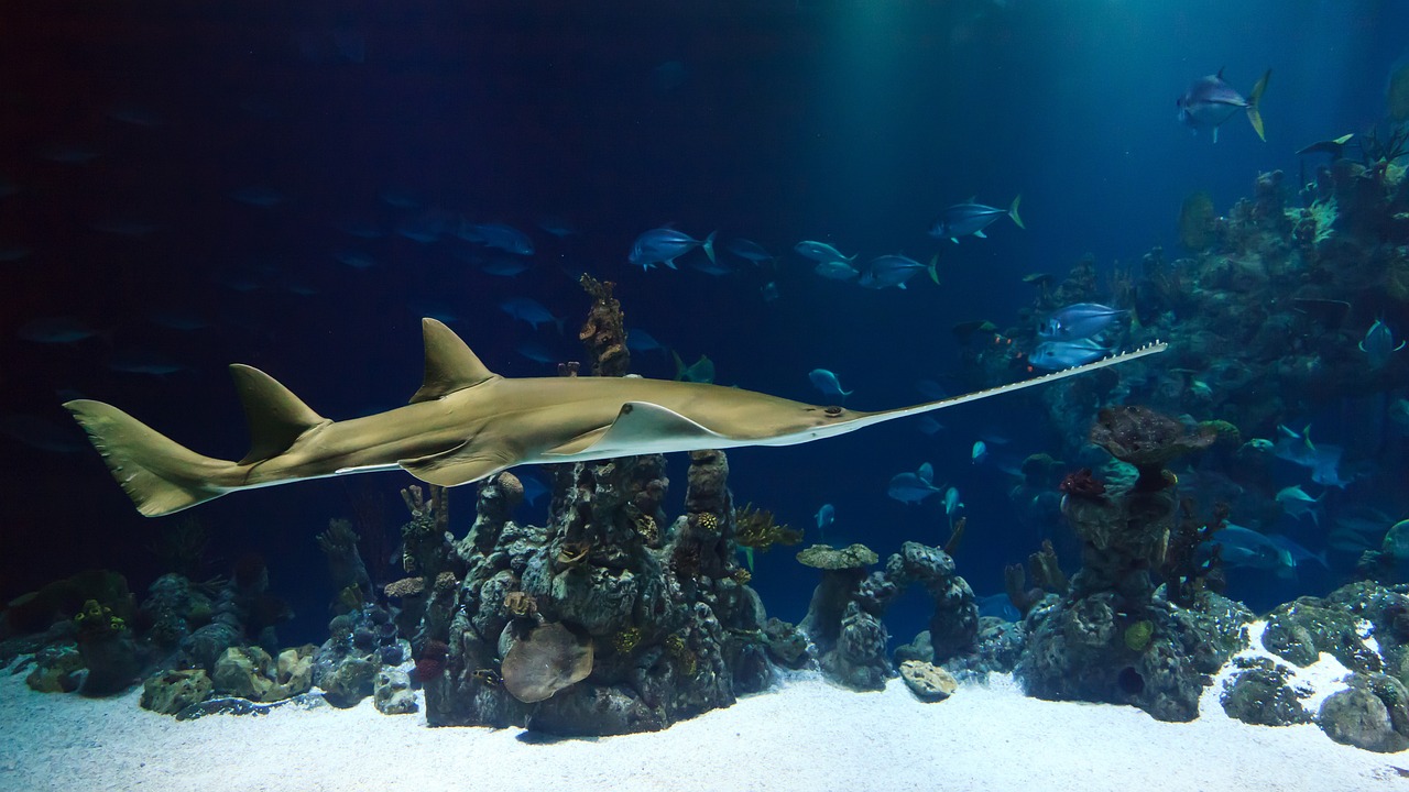 Introdução à Biologia Marinha