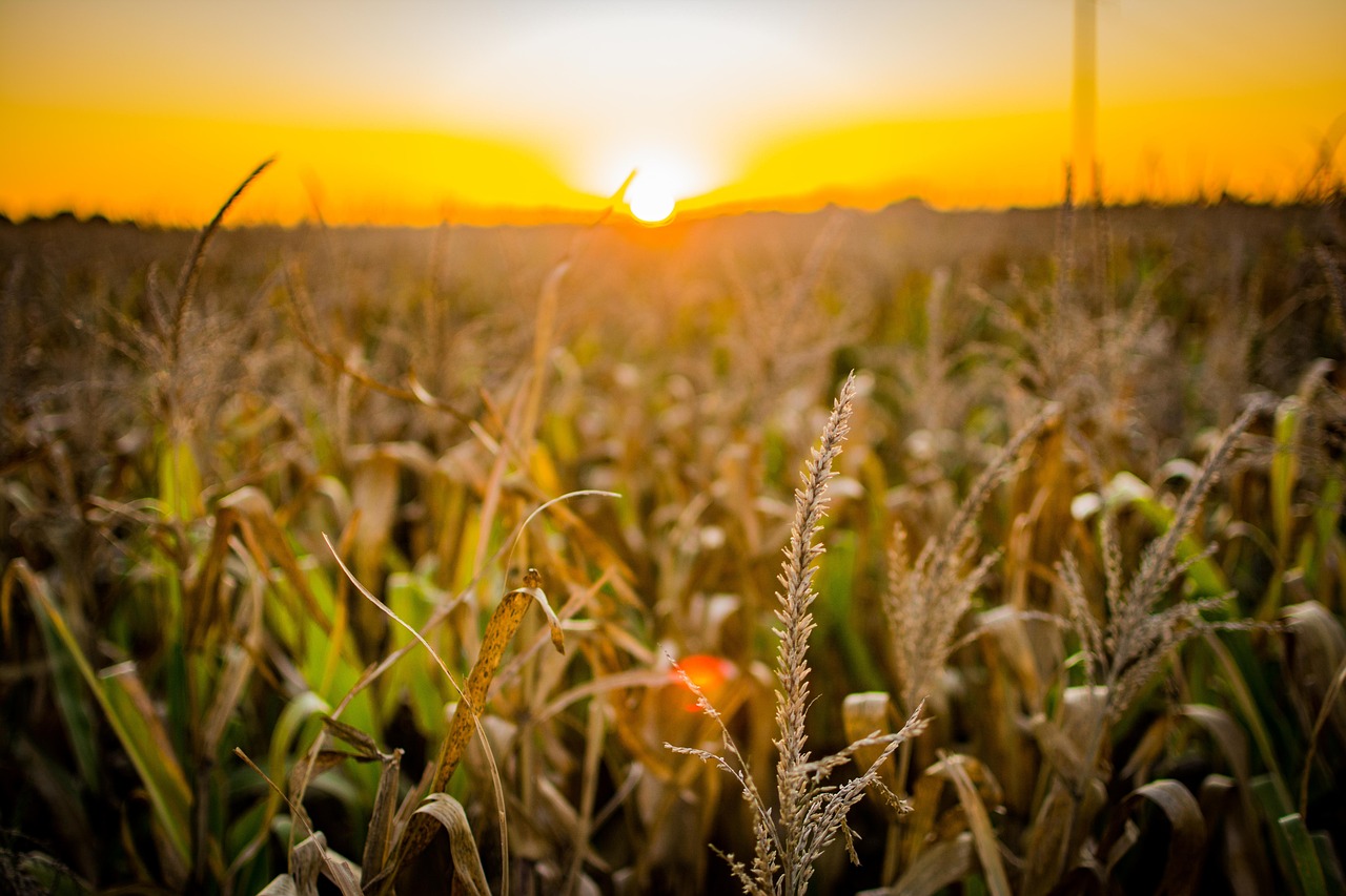 Curso Gestão de Agronegócio