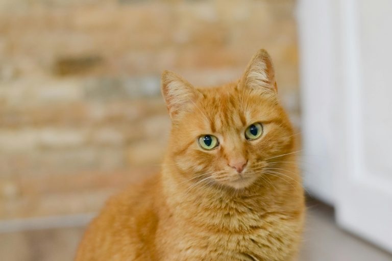 Adestramento de Gatos